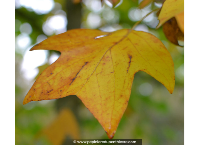 LIRIODENDRON tulipifera