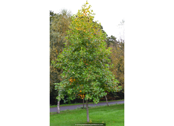 LIRIODENDRON tulipifera