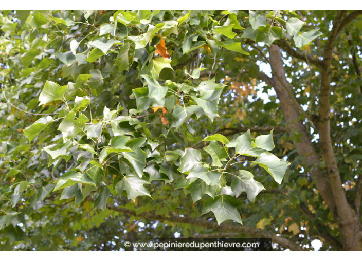 LIRIODENDRON tulipifera