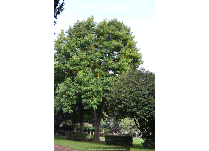LIRIODENDRON tulipifera