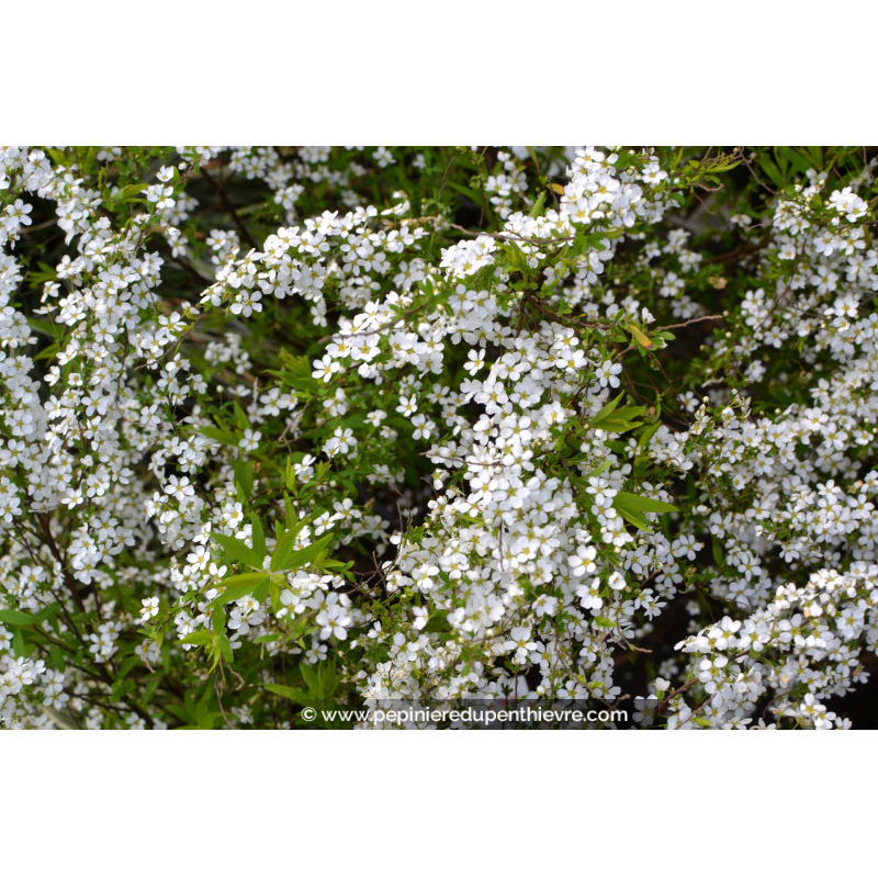 SPIRAEA thunbergii