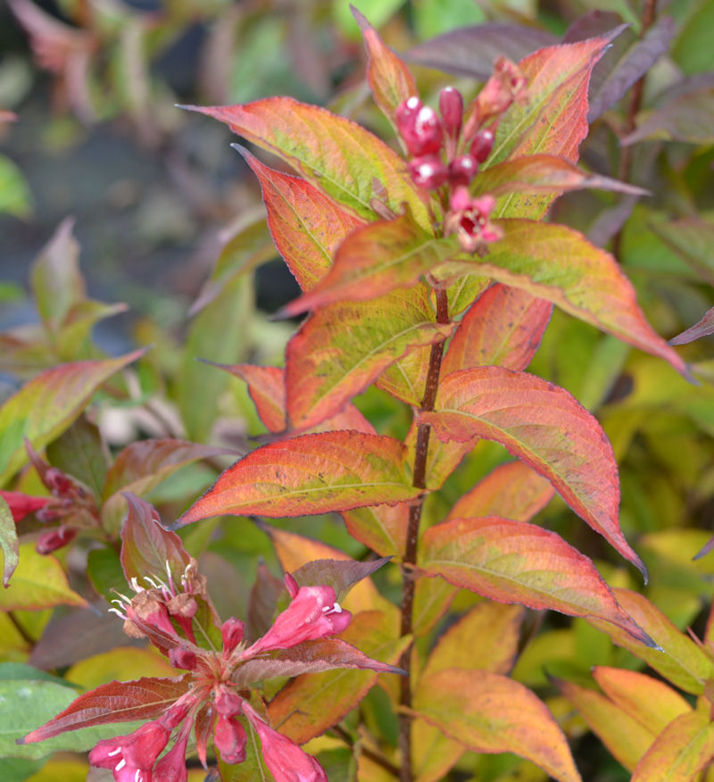 Weigélia 'Bristol ruby', WEIGELA, caduc, rougePépinière du Penthièvre