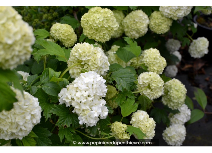 VIBURNUM opulus 'Roseum'