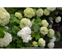 VIBURNUM opulus 'Roseum'