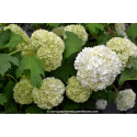 VIBURNUM opulus \'Roseum\'