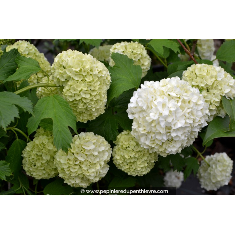 VIBURNUM opulus 'Roseum'