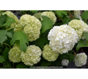 VIBURNUM opulus 'Roseum'