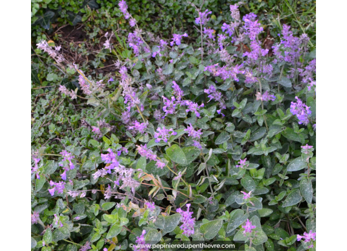 NEPETA mussinii NEPETA mussinii