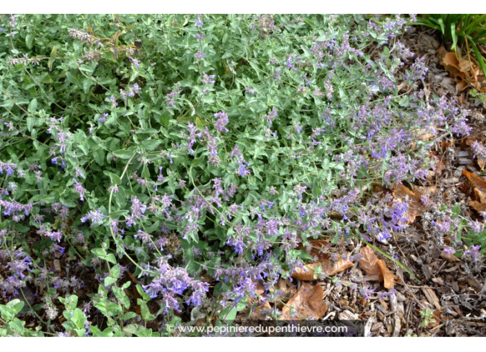 NEPETA mussinii NEPETA mussinii