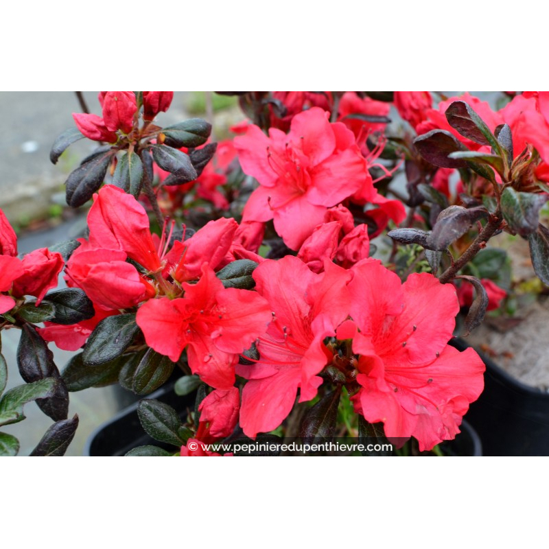 AZALEA japonica 'Fêtes des Mères'