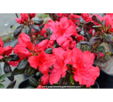 AZALEA japonica 'Fêtes des Mères'