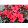 AZALEA japonica \'Fête des Mères\' (rouge)