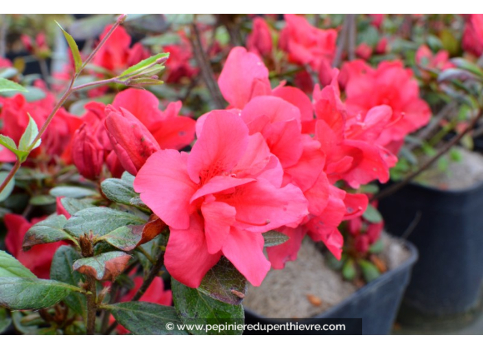 AZALEA japonica 'Christina' (rose foncé)