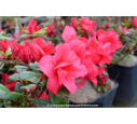 AZALEA japonica 'Christina' (rose foncé)