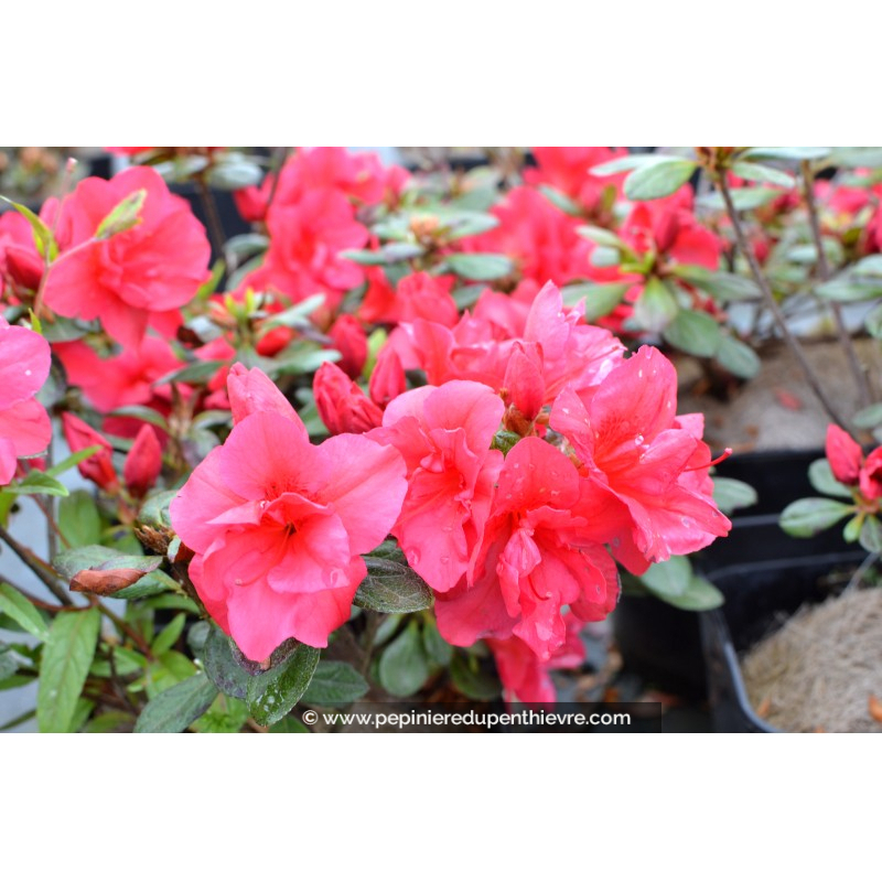 AZALEA japonica 'Christina' (rose foncé)