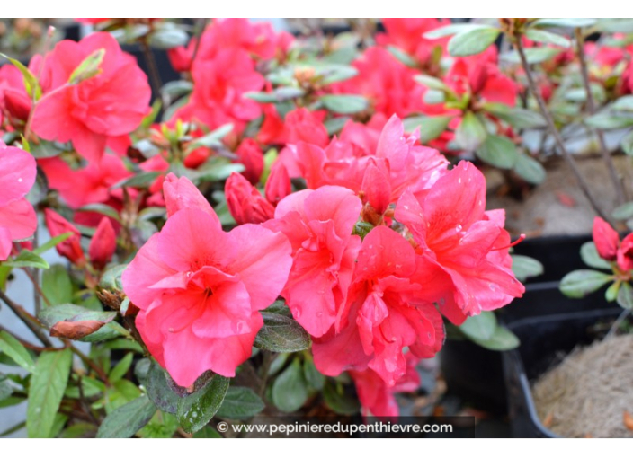 AZALEA japonica 'Christina' (rose foncé)