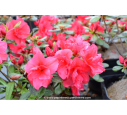 AZALEA japonica 'Christina' (rose foncé)