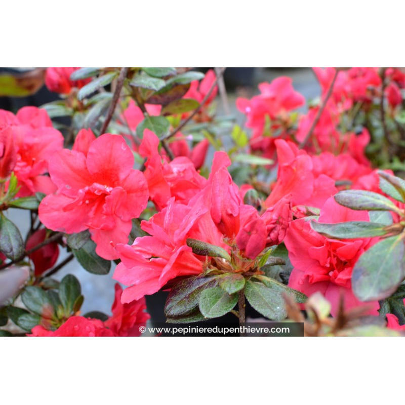 AZALEA japonica 'Christina', Azalée rose foncé - Pépinière du ...