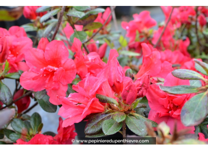 AZALEA japonica 'Christina' (rose foncé)