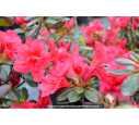AZALEA japonica 'Christina' (rose foncé)