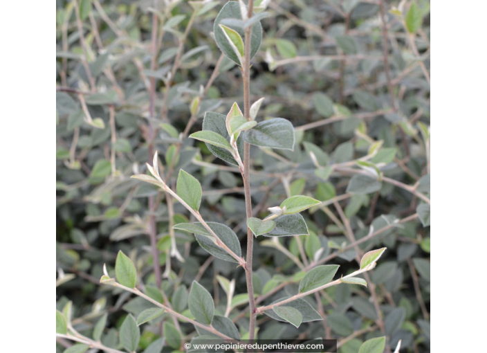 COTONEASTER franchetii COTONEASTER franchetii