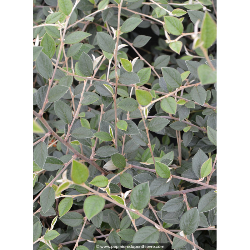 COTONEASTER franchetii