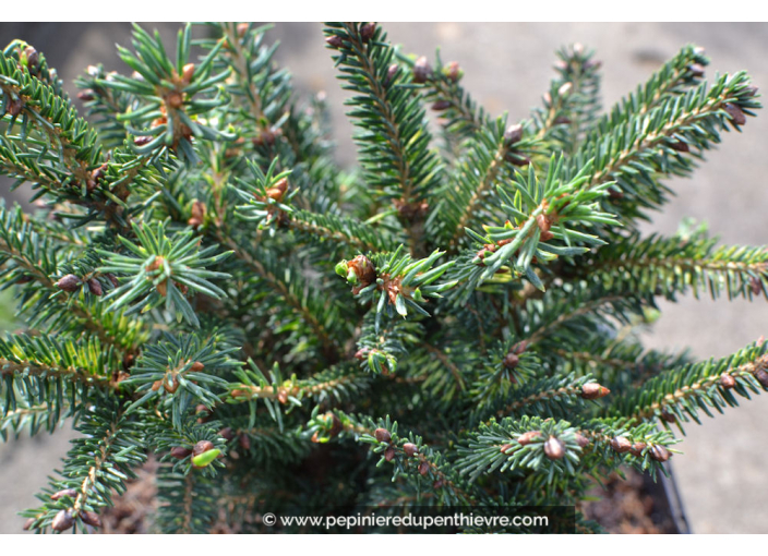 PICEA abies 'Nidiformis'