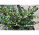 PICEA abies 'Nidiformis'