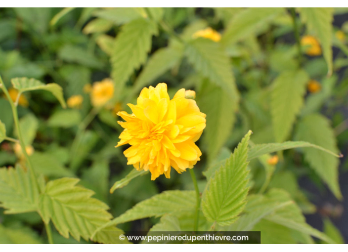 KERRIA japonica 'Pleniflora'