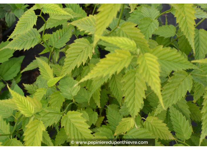 KERRIA japonica 'Pleniflora'