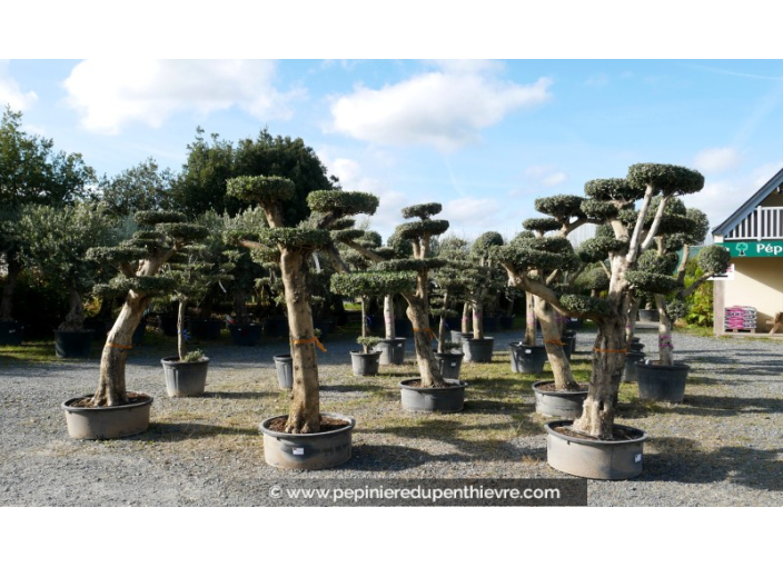 OLEA europaea - OLIVIER 'Plateaux Hauts'