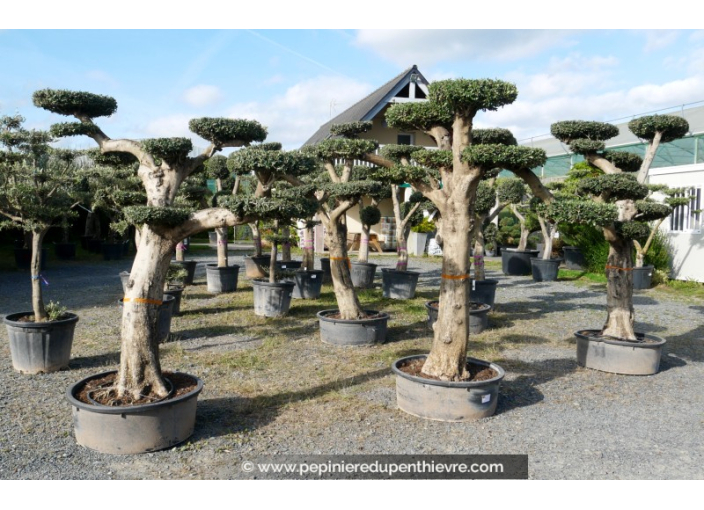 OLEA europaea - OLIVIER 'Plateaux Hauts'