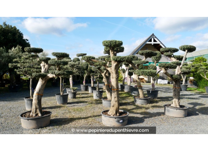 OLEA europaea - OLIVIER 'Plateaux Hauts'