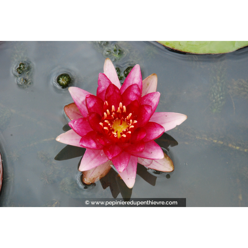 NYMPHAEA 'Perry's Baby Red'