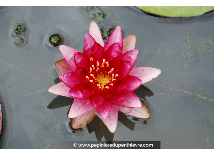 NYMPHAEA 'Perry's Baby Red'