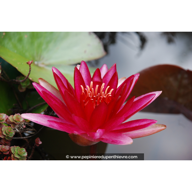 NYMPHAEA 'Conqueror'
