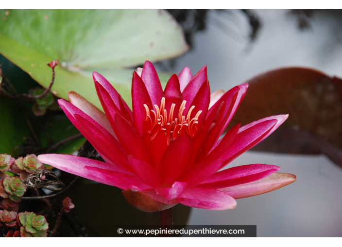 NYMPHAEA 'Conqueror'