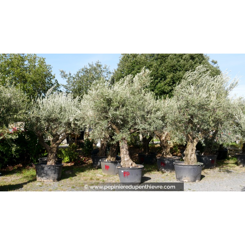 OLEA europaea - OLIVIER 'Vieux Tronc 80/100'