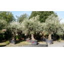 OLEA europaea - OLIVIER 'Vieux Tronc 80/100'