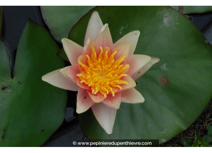 NYMPHAEA 'Sioux'