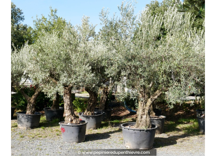 OLEA europaea - OLIVIER 'Vieux Tronc 80/100'