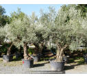 OLEA europaea - OLIVIER 'Vieux Tronc 80/100'
