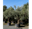 OLEA europaea - OLIVIER 'Vieux Tronc 80/100'