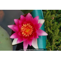 NYMPHAEA \'Escarboucle\'