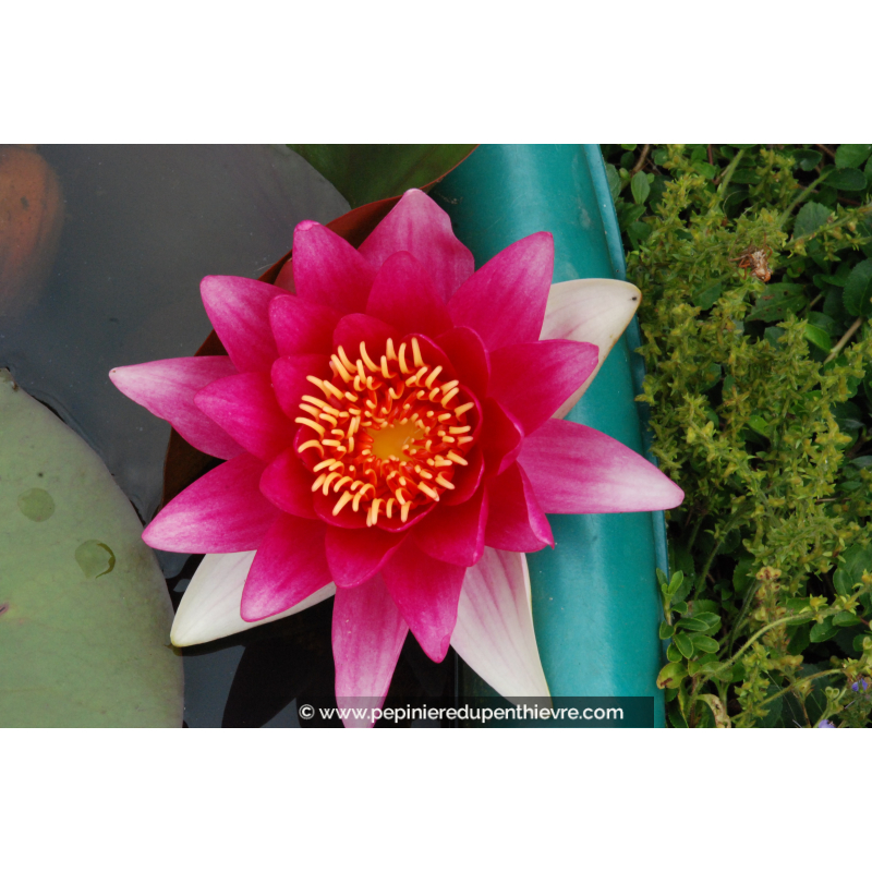 NYMPHAEA 'Escarboucle'