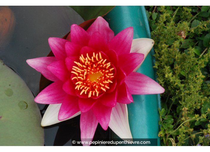 NYMPHAEA 'Escarboucle'