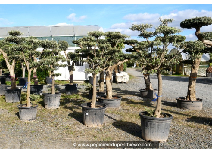 OLIVIER 'Plateaux Jeune Mini'