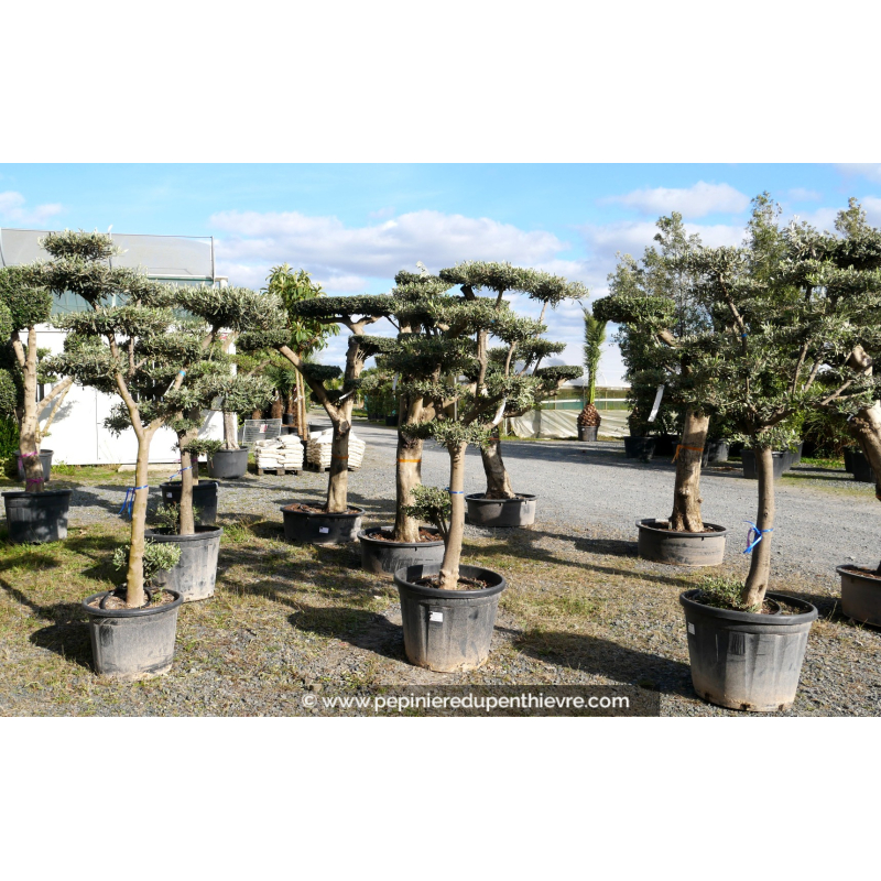 OLIVIER 'Plateaux Jeune Mini'