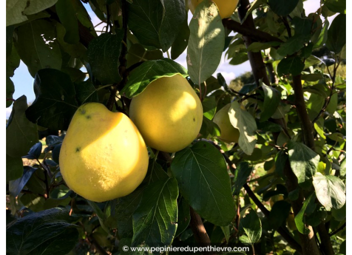 COGNASSIER 'Champion' COGNASSIER 'Champion'