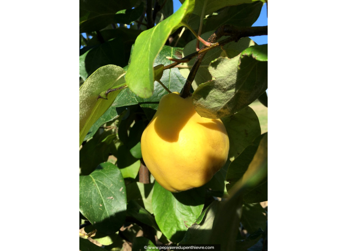 COGNASSIER 'Champion' COGNASSIER 'Champion'